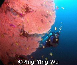 Big fan&Diver
Bohol philipines January 2007 by Ping-Ying Wu 